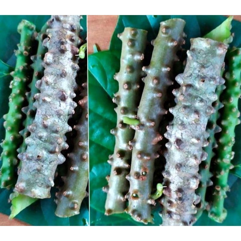 

Brotowali Fresh / Batang Brotowali Batrawali / Herbal Akar Aliali 250 gram