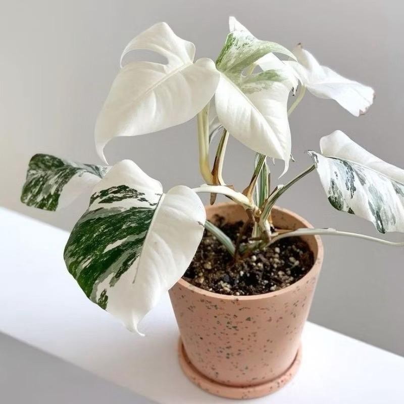 Variegata-bonggolan monstera king variegata