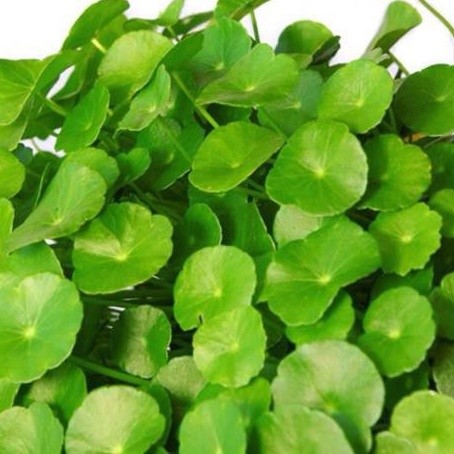 

Daun pegagan per 250 gram