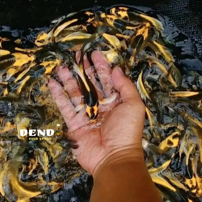 PREMIUM ikan koi domas kabuto PAKET ISI 3 slayer kumpay size 8-10cm hiasan aquarium kolam