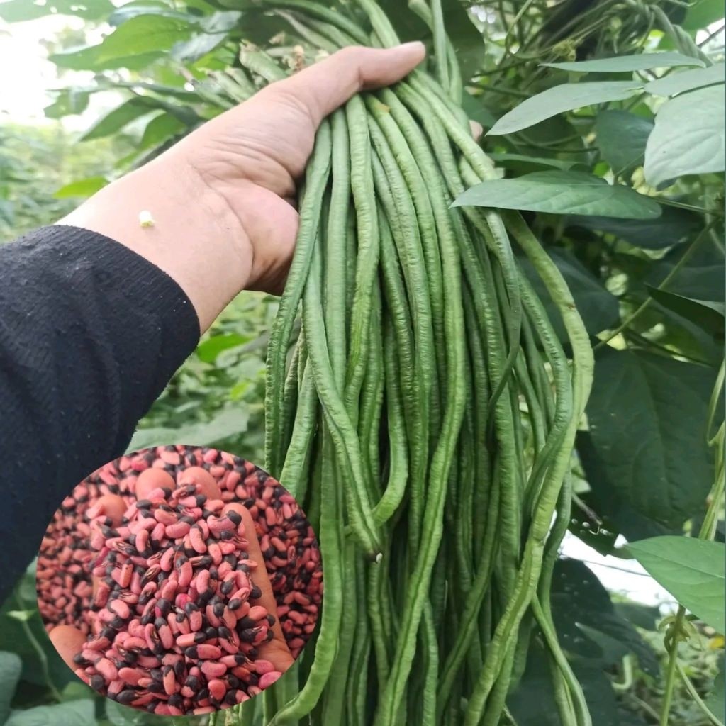 PROMO 150+BENIH KACANG PANJANG NUGEN KUALITAS PREMIUM