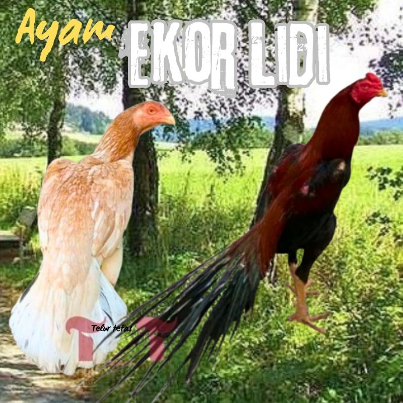 

telur ayam ekor lidi original super ekor panjang bisa untuk di tetaskan
