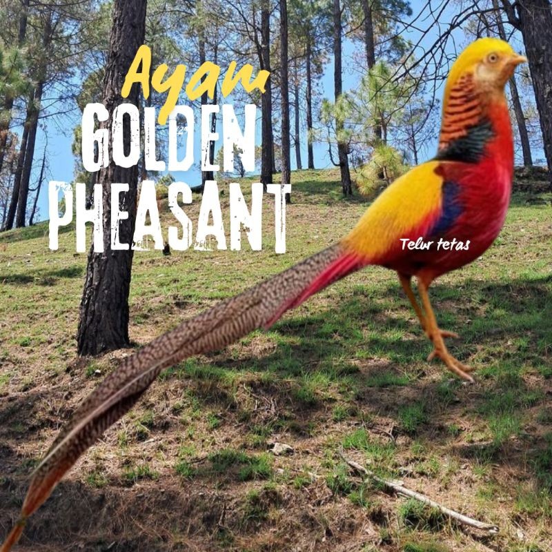 

telur ayam hias goldenpheasant bisa untuk di tetaskan