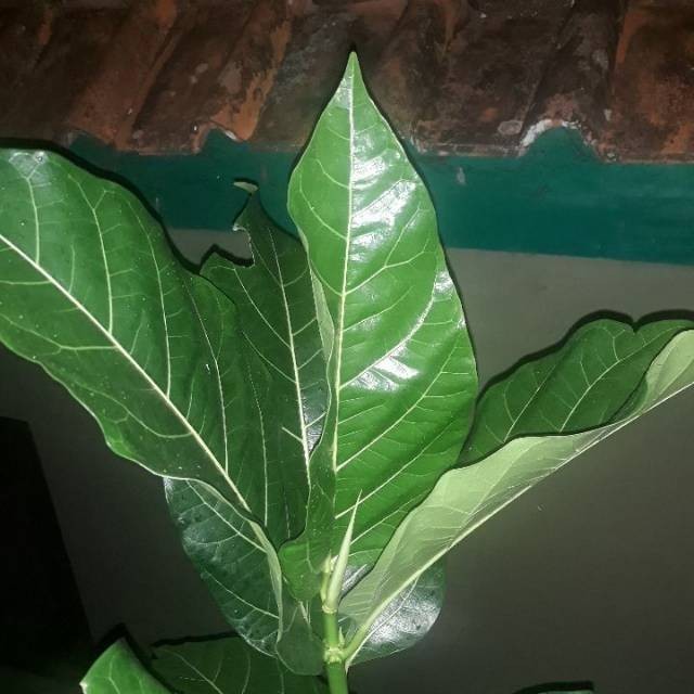 

Paket 1 Kg Daun Awar Awar Segar Murah