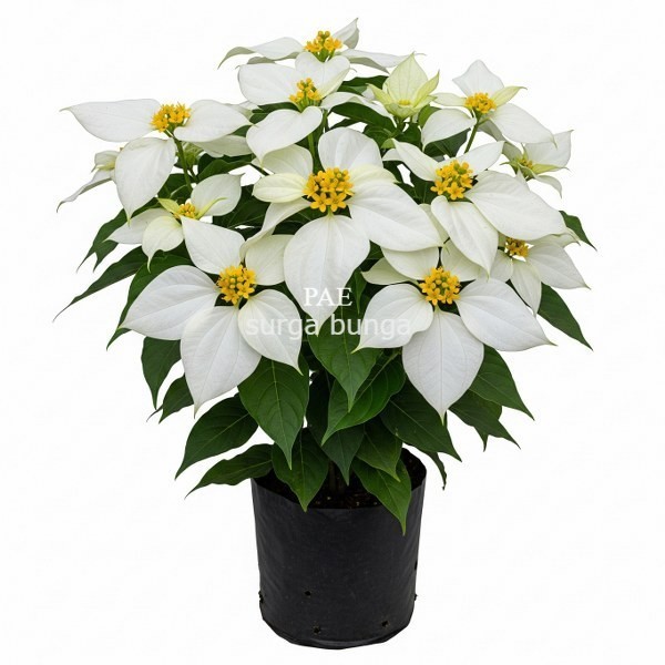 TANAMAN HIAS BUNGA NUSA INDAH PUTIH - TANAMAN HIDUP NUSA INDAH - BIBIT BUNGA NUSA INDAH PUTIH KONDIS