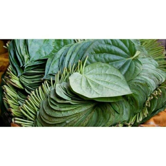 

Daun sirih segar 500 geam