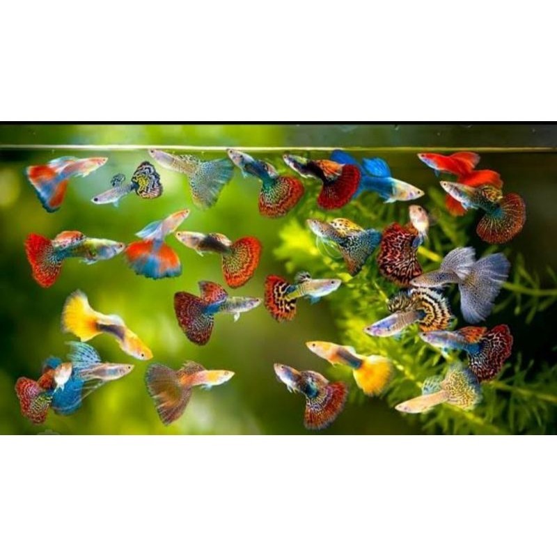 

stiker anomali promo!!! guupy kualitas terbaik. cocok buat hiasan aquarium is 8 dan 12i