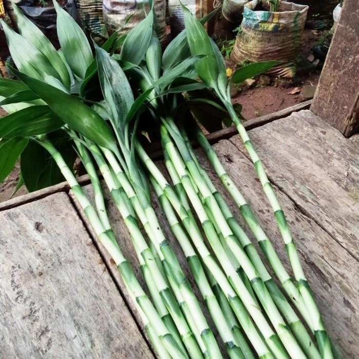 Tanaman Bambu hoki/kole stek 30 cm