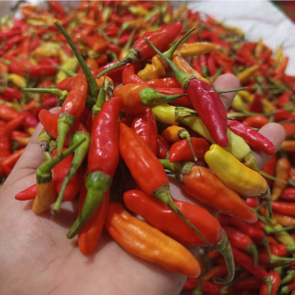 

PROMO MURAH 1kg Cabe Rawit Merah Segar Cabai Fresh