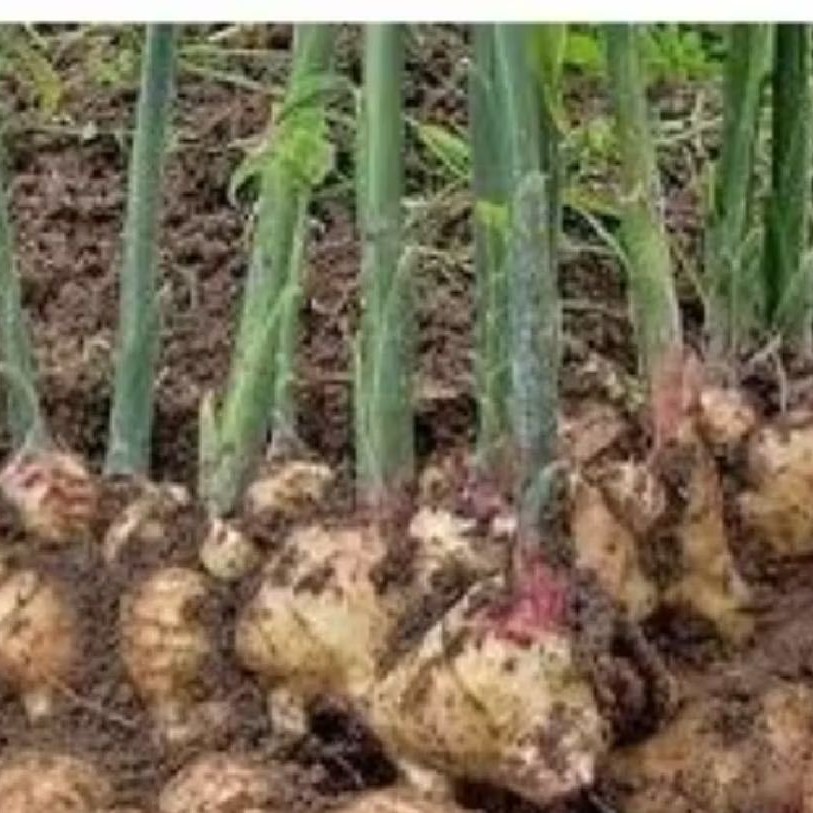 

Bibit jahe gajah jahe putih