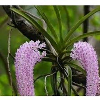 ANGGREK EKOR TUPAI  DEWASA SIAP BERBUNGA