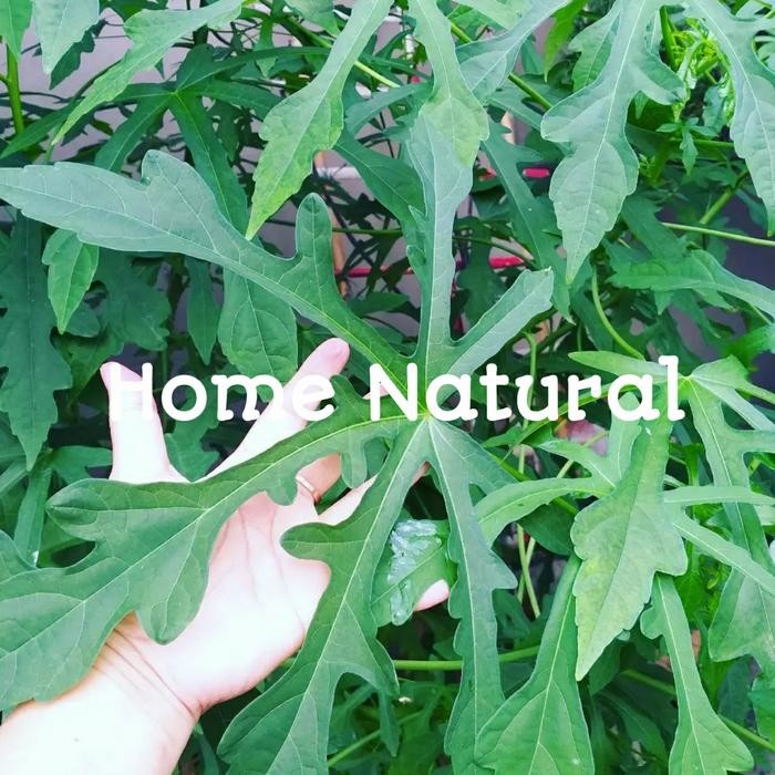 

Daun gedi hijau obat herbal alami ( 1 kg )