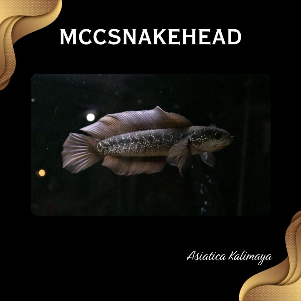 Koleksi | Asiatica White Spot Pure Super Bahan Gondrong | SINGLE TANK - BEST SORTIRAN | Snakehead - 