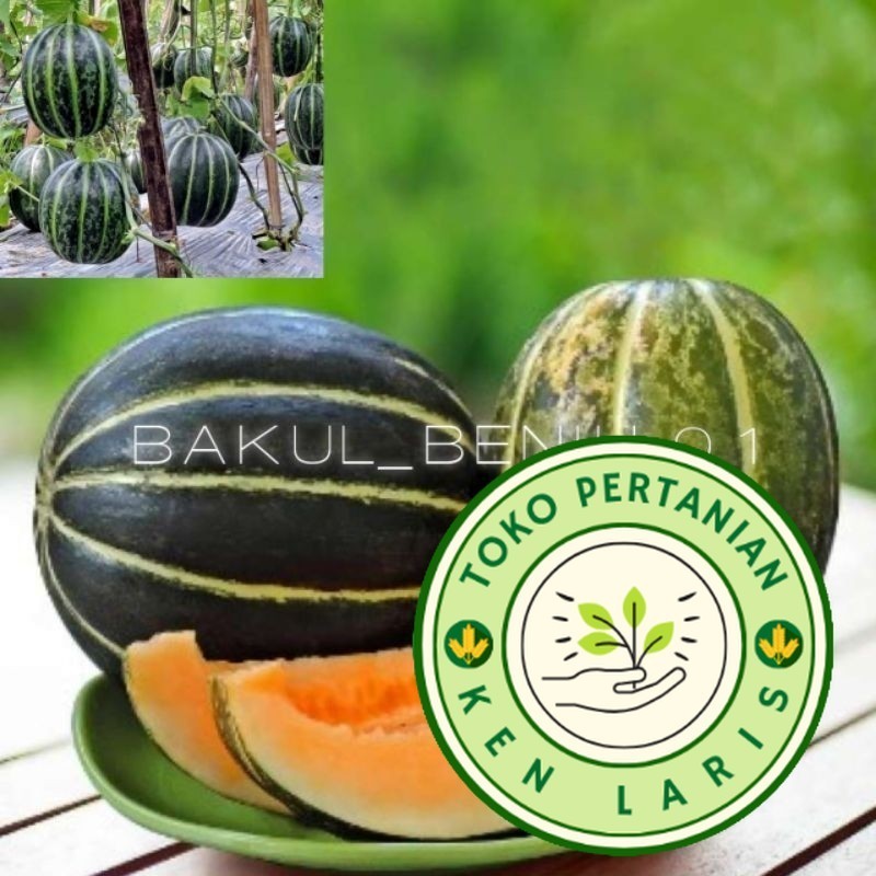 

BENIH UNGGUL!! 1000+ BUTIR BENIH BLEWAH BLASTER UNGGULAN PILIHAN PETANI (B.B.19)