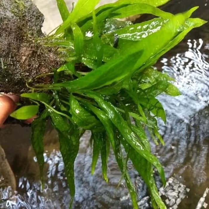 

OHI Kadaka java fern (XL big size)