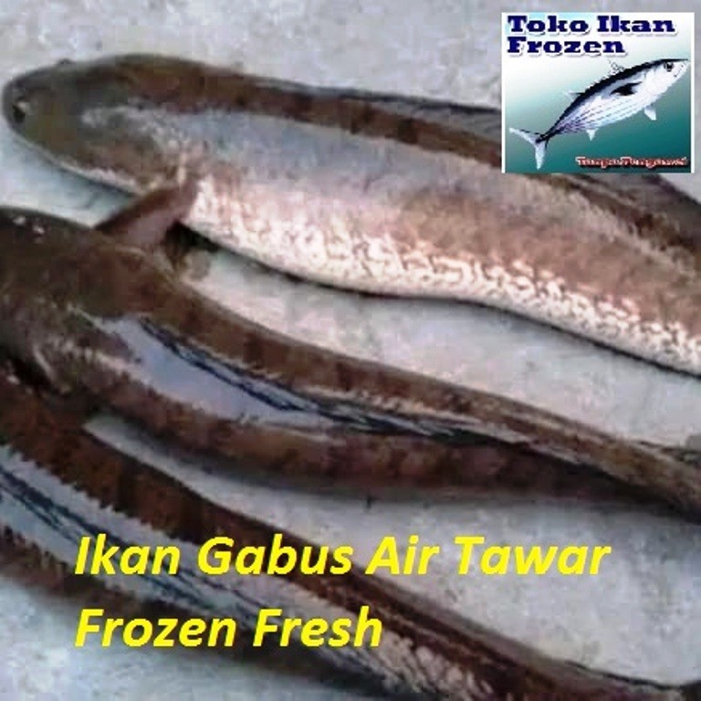 

[NS] Ikan Gabus Hidup / Air Tawar / 1 Kg