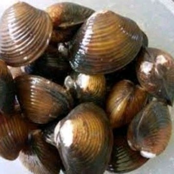 

Rmis air tawar 500 gr Atasi lipr dll .