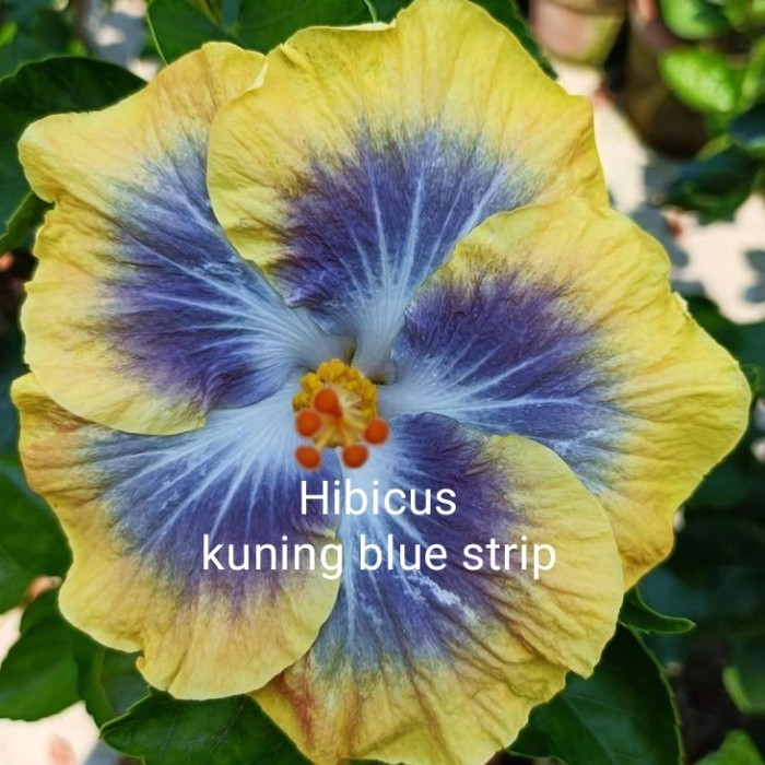 Tanaman hias kembang sepatu bunga kuning blue strop + pot