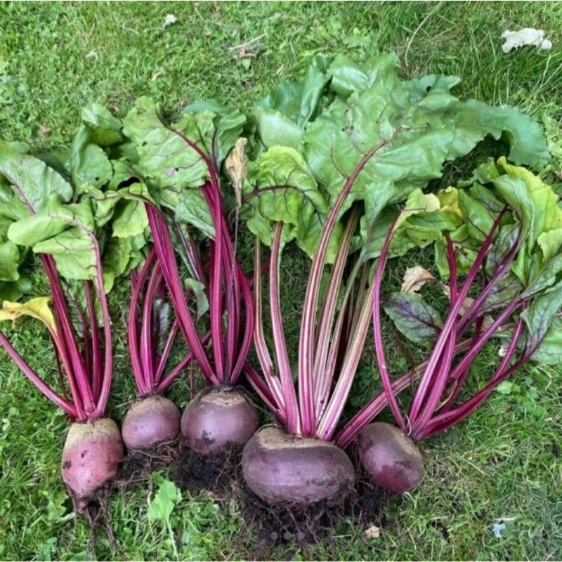 Bisa bayar di tempat - Beetroot Merah 10 biji bibit seed Bibit Beetroot Merah F1 Hibrida Super Benih