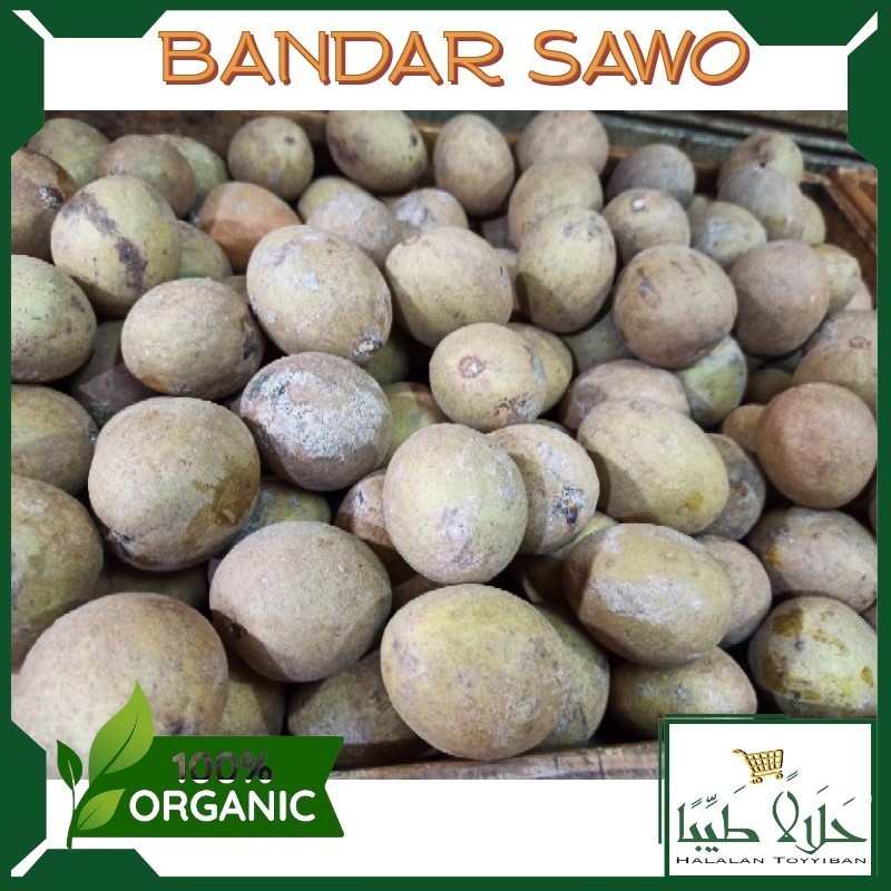 

BANDAR SAWO SEGAR MANIS MATANG PER KILO