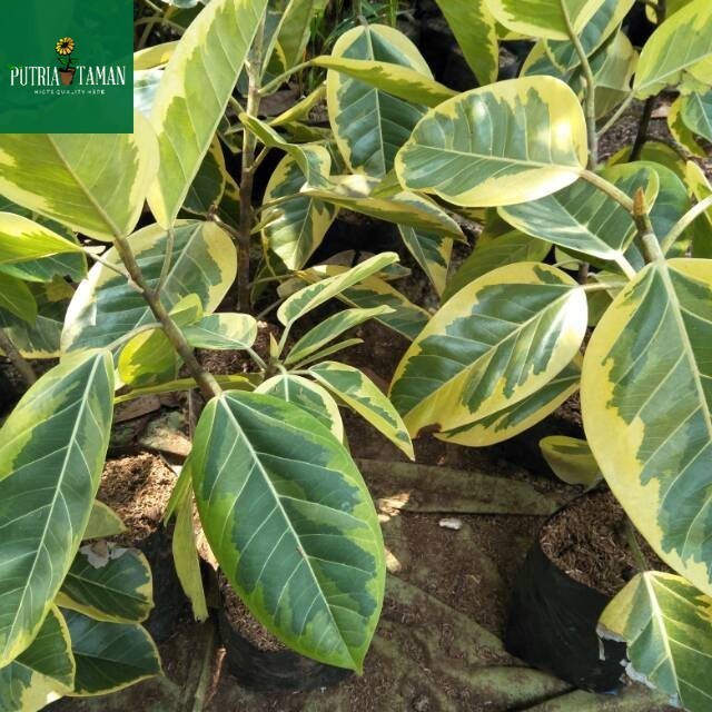 Tanaman karet kebo varigata - pohon karet kebo varigata