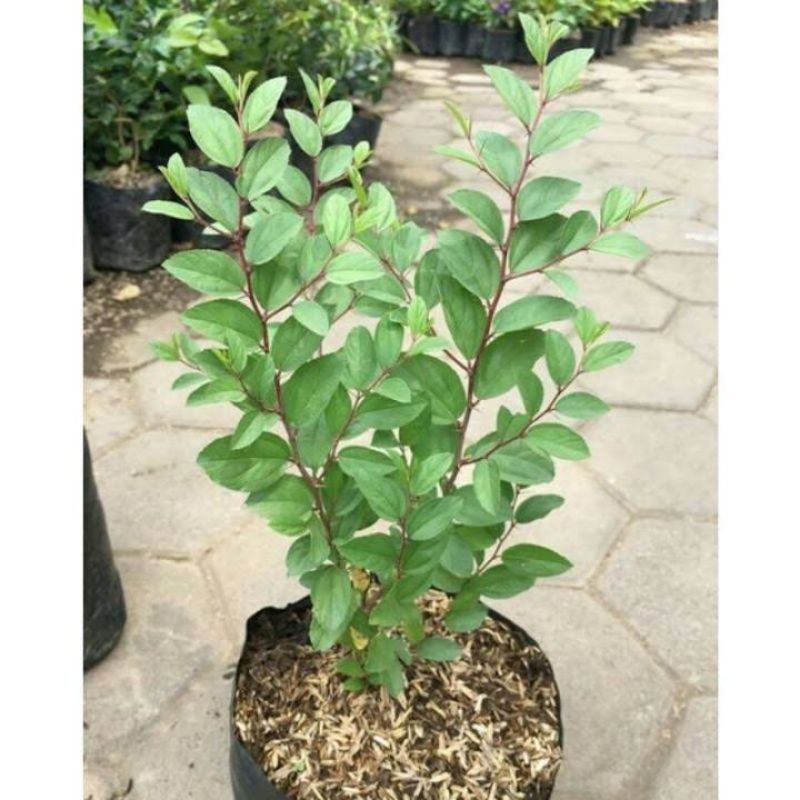 ( BISA COD ) Tanaman Bidara Arab Asli Tinggi 35-45cm Pohon Bidara Arab Rimbun Tanaman Bidara Arab / 