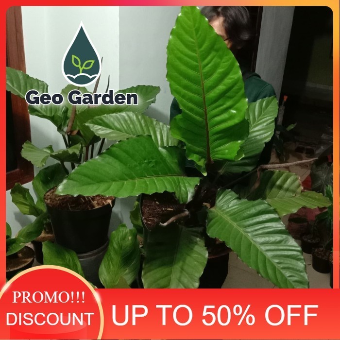 ANTHURIUM BLACK BEAUTY tanaman hias anthurium black beauty BIG SIZE