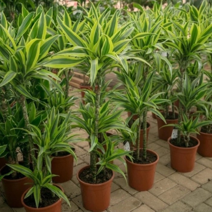 tanaman hias indoor dracaena fragrans - dracaena fragrans - dracena - golden yellow