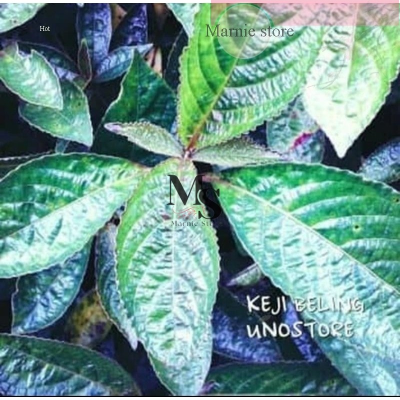 

Daun keji beling termurah obat diabet herbal alami 100gr