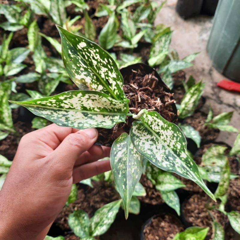 Bisa COD Aglonema Snow White / Bibit Aglonema Snow White