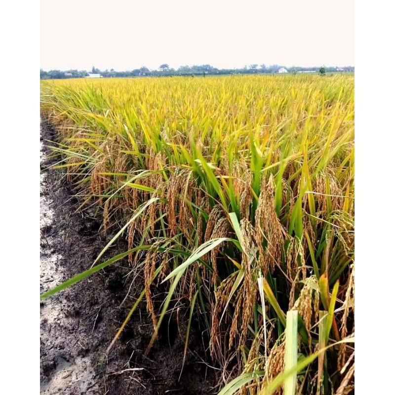 PADI Benih padi padaherang 02 5kg #padaherang #tahanrebah #berbobot #bobotsuper #anakanbanyak #hasil