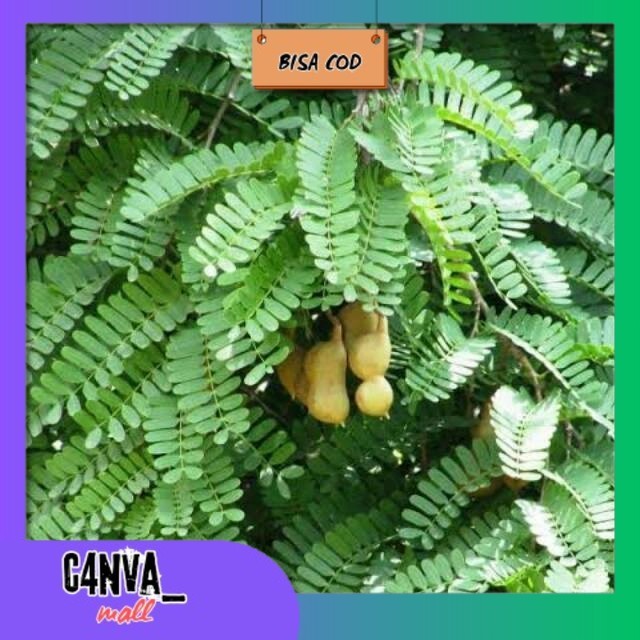 

Daun Sinom atai asam jawa segar 200gr