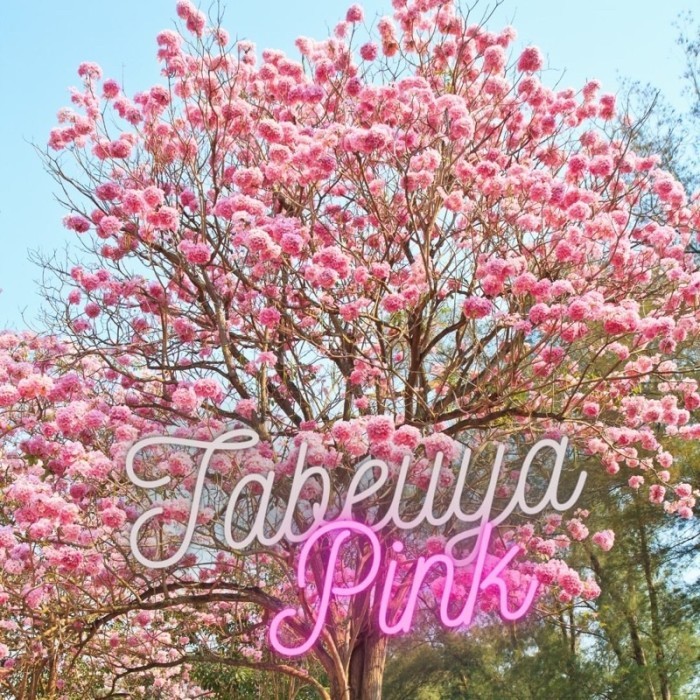Tanaman Hias Tabebuya Bunga Pink - Bunga Sakura - Tanaman hias Sakura Bunga pink - Bunga Sakura - Bu