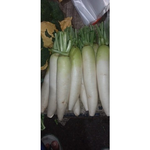 

Lobak 1kg