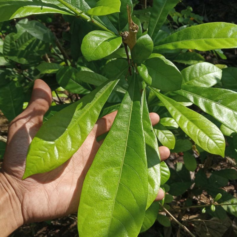 

promo Daun Maja Majapahit 1 Kg / Daun Berenuk / Daun Mojopahit kualitas segar dan terbaik