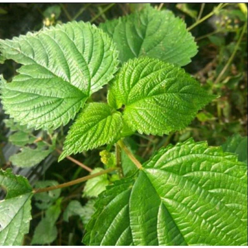 

PROMO DISKON Daun Jelatang Atau Daun Pulus 1 Kg / Bibit Jelatang daun jelatang | bibit jelatang | daun gatal | tanaman jelatang | daun lateng | bibit daun lateng BAHAN TERBAAIK