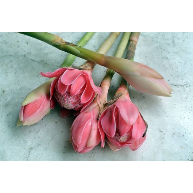 

bunga kecombrang segar/rombeh segar 500 gr