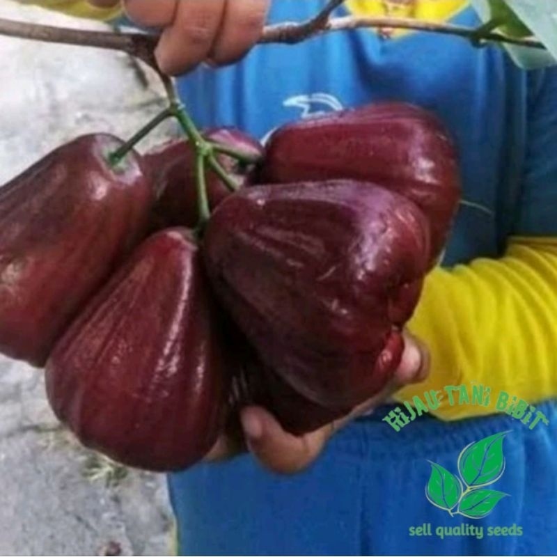 

ADIT- Bibit Jambu Air Mutiara Hitam Valid Produksi Sendiri ( Beli 4 Gratis 1 Bibit Buah )