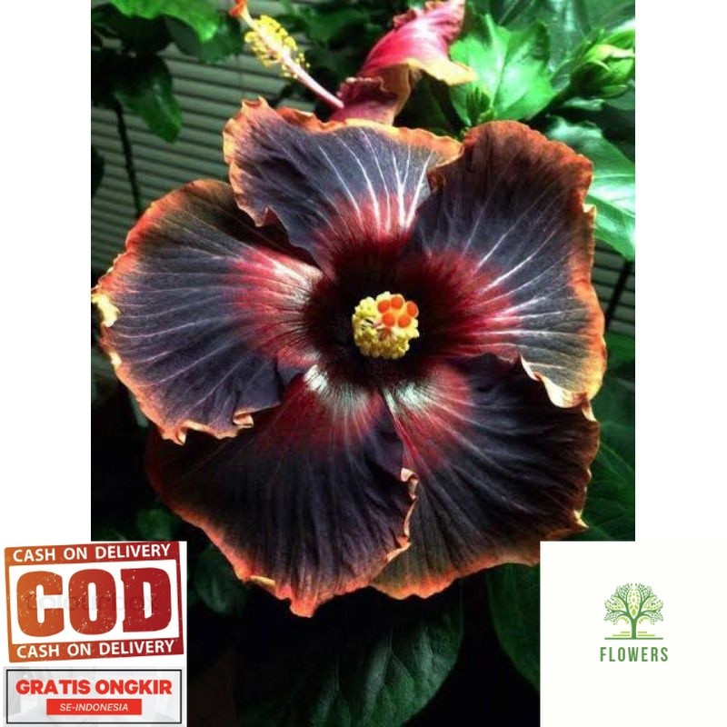 PROMO TANAMAN HIAS HIBISCUS BUNGA SEPATU// BLACK CARDINAL (COD)