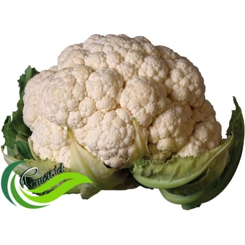 

Bunga Kol - Kembang Kol Sayur
