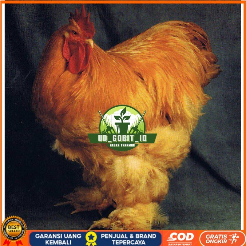 

TELUR AYAM HIAS BRAHMA GC isa untuk di tetaskan UD_GOBIT_ID