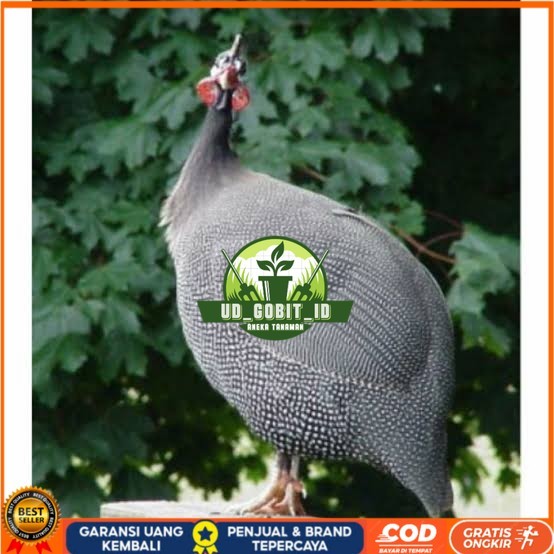 

Telur ayam mutiara hias fertil siap ditetaskan - ayam mutiara UD_GOBIT_ID