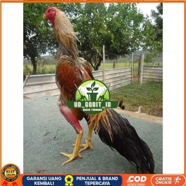 

TELUR AYAM BANGKOK WIRING SPEED UNTUK DI TETASKAN UD_GOBIT_ID