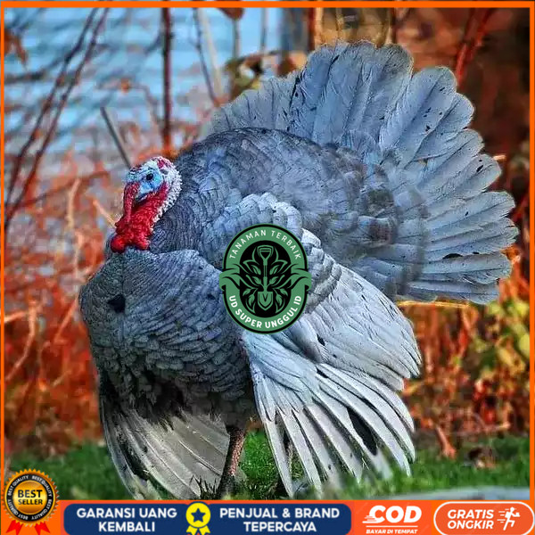 

Telur ayam kalkun blue slate jumbo / telur ayam hias / telur fertil siap tetas UD_SUPER_UNGGUL_ID