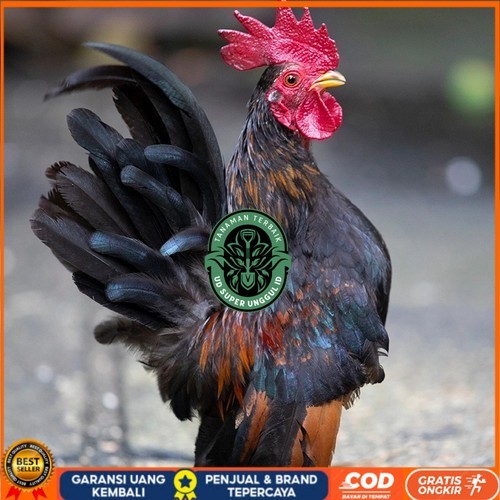 

Telur ayam serama kate lokal telur ayam hias telur fertil siap cod UD_SUPER_UNGGUL_ID
