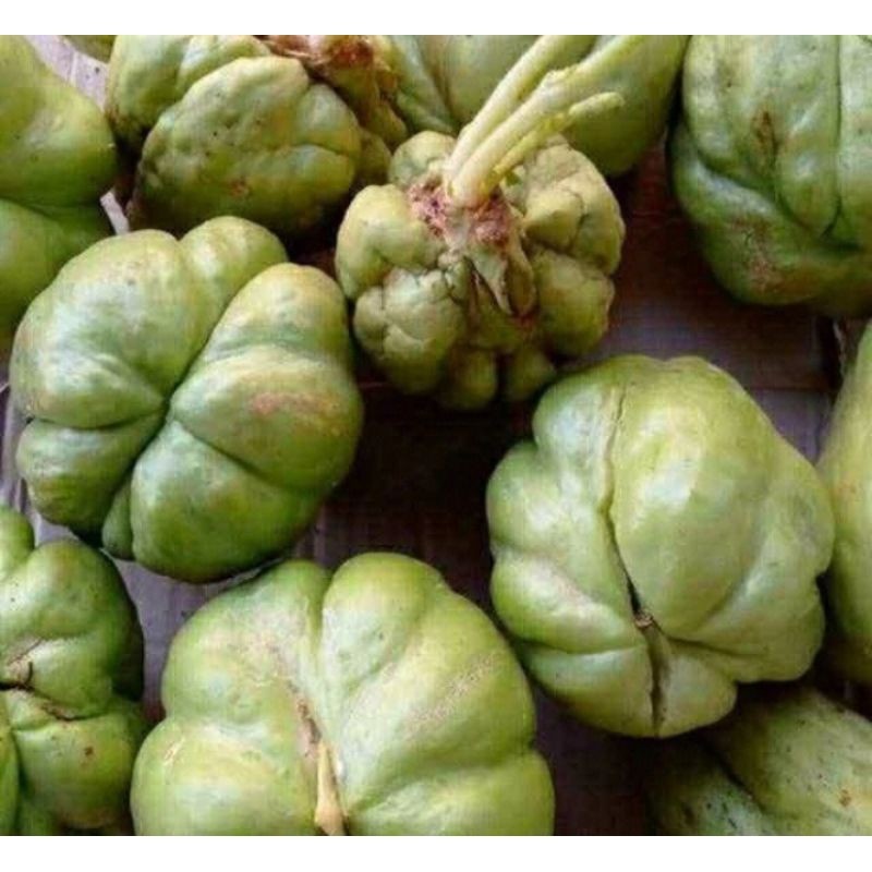 

bibit labu siam,siap tanam Rempah_herbalCo