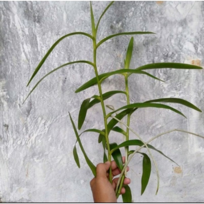 

anggrek tanah marsupilami / kalajengking anggrek langka termurah . . . ..