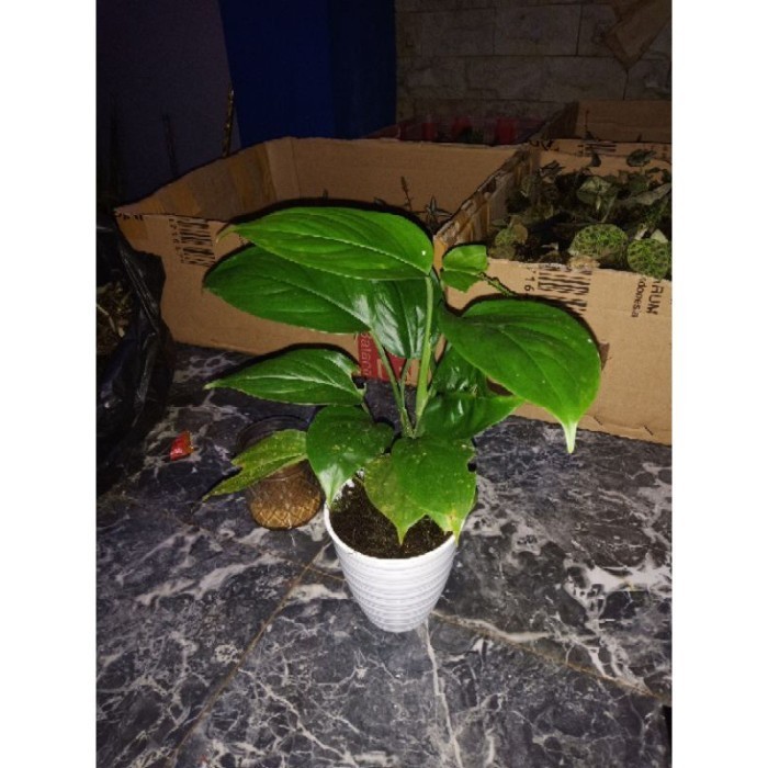 

silahkan COD Mini monstera lokal - raphidophora mini Terlaris ..