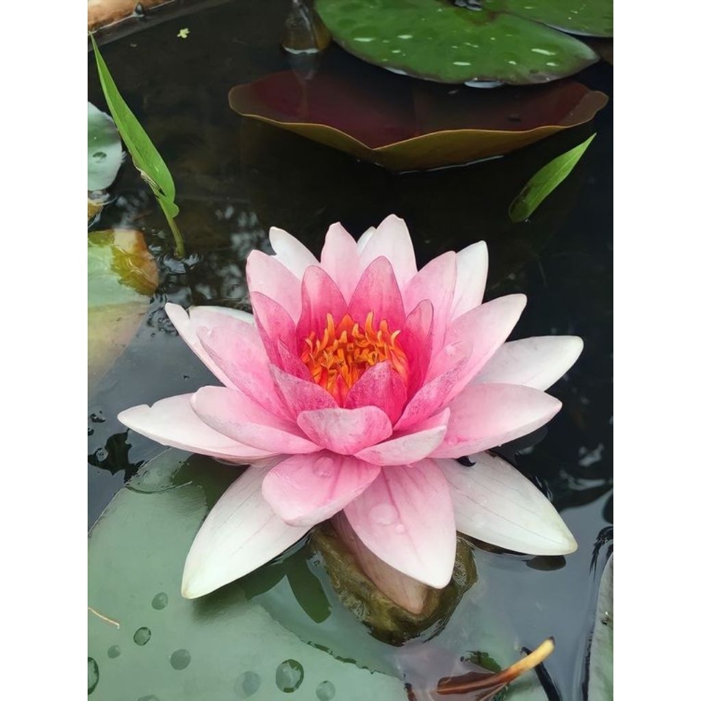 COD Biji Bunga Terate 100 Biji / Biji Bunga Lotus 100 Biji / Bibit Bunga Lotus