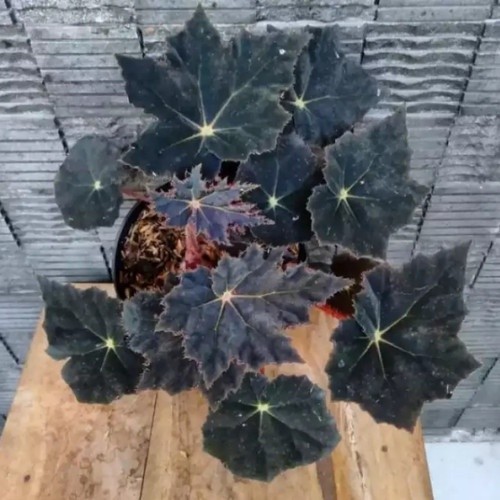 Tanaman Hias Begonia Black Velvet - Tanaman Bunga Hias Begonia BlackVelvet - Begonia Hitam